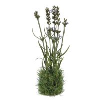 Lavendel mit Grasballen, blau, 22 cm