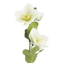 Christrose Edel, weiß/grün, 35 cm