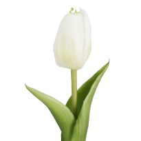 Tulpe Edel, Mini/spitz/weiß, 25 cm