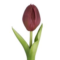Tulpe Edel, Mini/spitz/dunkellila, 25 cm