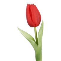 Tulpe Edel, Mini/spitz/rot, 25 cm