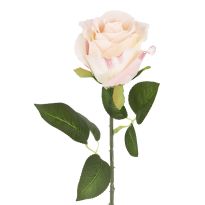 Rose Florence, rosa, 51 cm