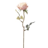 Rose Leonore, altrosa, 38 cm