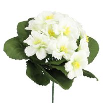 Strauß Primel, 12 Blüten, weiß, 20 cm