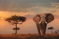 Poster African Wildlife elephant, Nr. 4