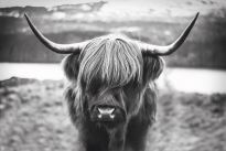 Poster Cattle, Nr. 27