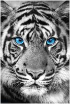 Poster Tiger Blue Eyes, Nr. 48
