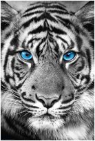Poster Tiger Blue Eyes, Nr. 48