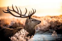 Poster Deer in Forest, Nr. 52