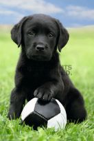 Poster Dog - labrador football, Nr. 65