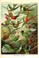Poster Beautiful Birds, Nr. 66