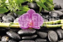 Poster Orchidee, Nr. 81