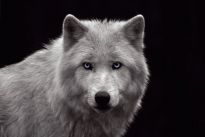 Poster White Wolf - blue eyes, Nr. 93