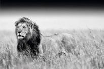 Poster Kings of Nature - lion, Nr. 129
