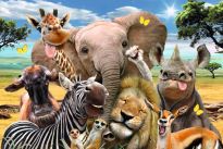 Poster Tiere Wildlife, Nr. 141