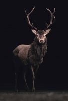 Poster Deer on Black, Nr. 160