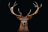 Poster Deer Portrait, Nr. 163
