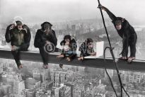 Poster The Chimp - girder, Nr. 166