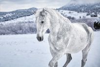 Poster White Horse in Snow, Nr. 169