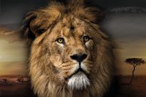 Poster Lion Design, Nr. 188