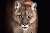 Poster Cougar, Nr. 192