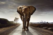 Poster Elephant King, Nr. 200