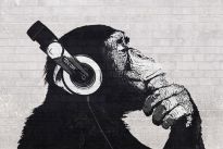 Poster The Chimp Stereo - wall, Nr. 228