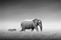 Poster Elephant Zebra, Nr. 233