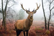 Poster Hirsch im Wald, Nr. 236