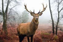 Poster Hirsch im Wald, Nr. 236