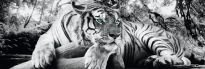 Jumboposter Tiger, Nr. 3