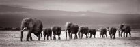 Jumboposter Line of Elephants, Nr. 27