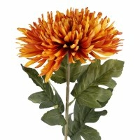 Chrysantheme 