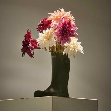 Dahlie Herbst, Antik/dunkelrot, 74 cm