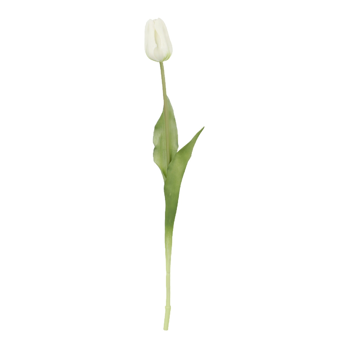 Tulpe Edel, weiß, 48 cm