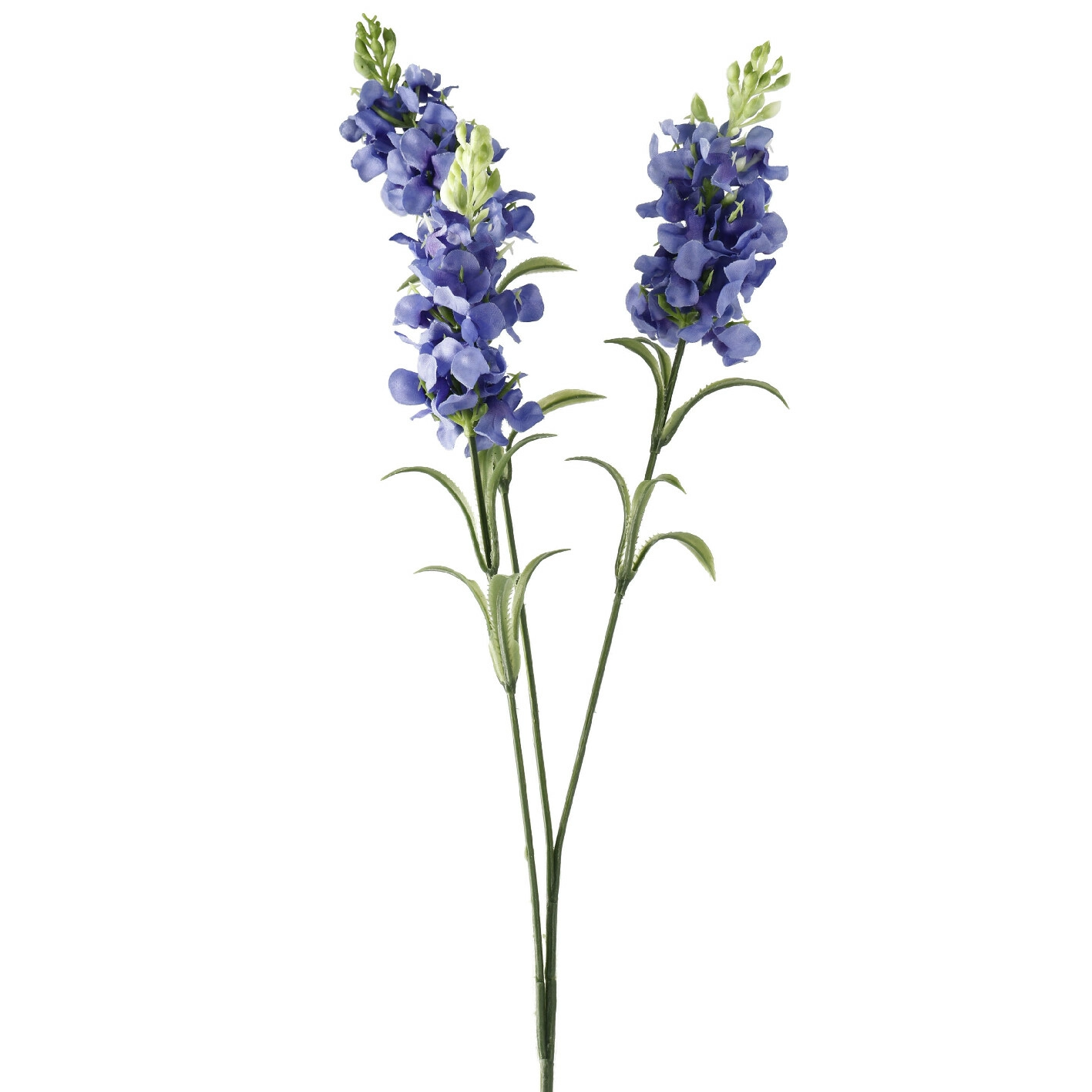 Schopflavendel, 3 Blüten, blau, 65 cm