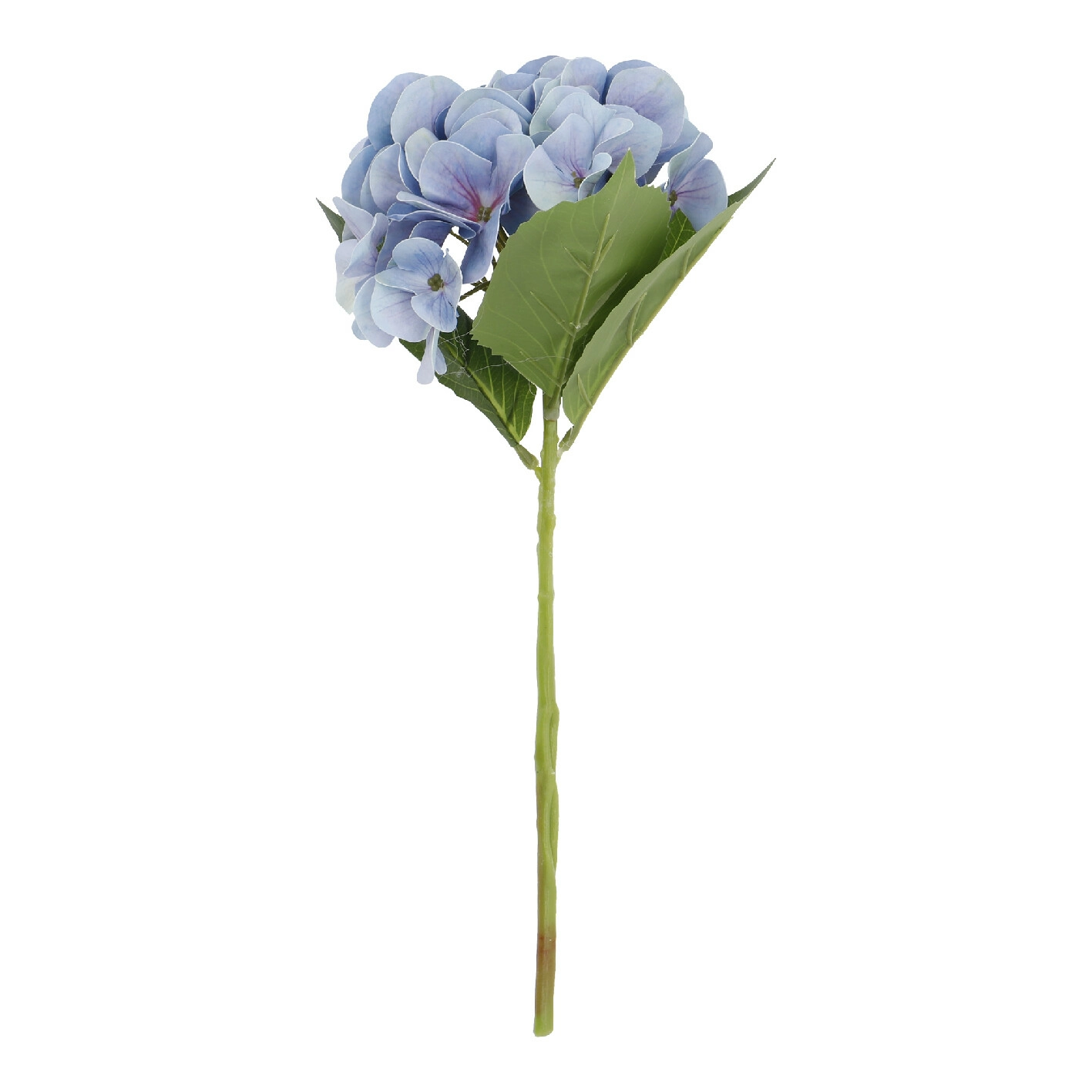 Hortensie Sophia, blau, 35 cm