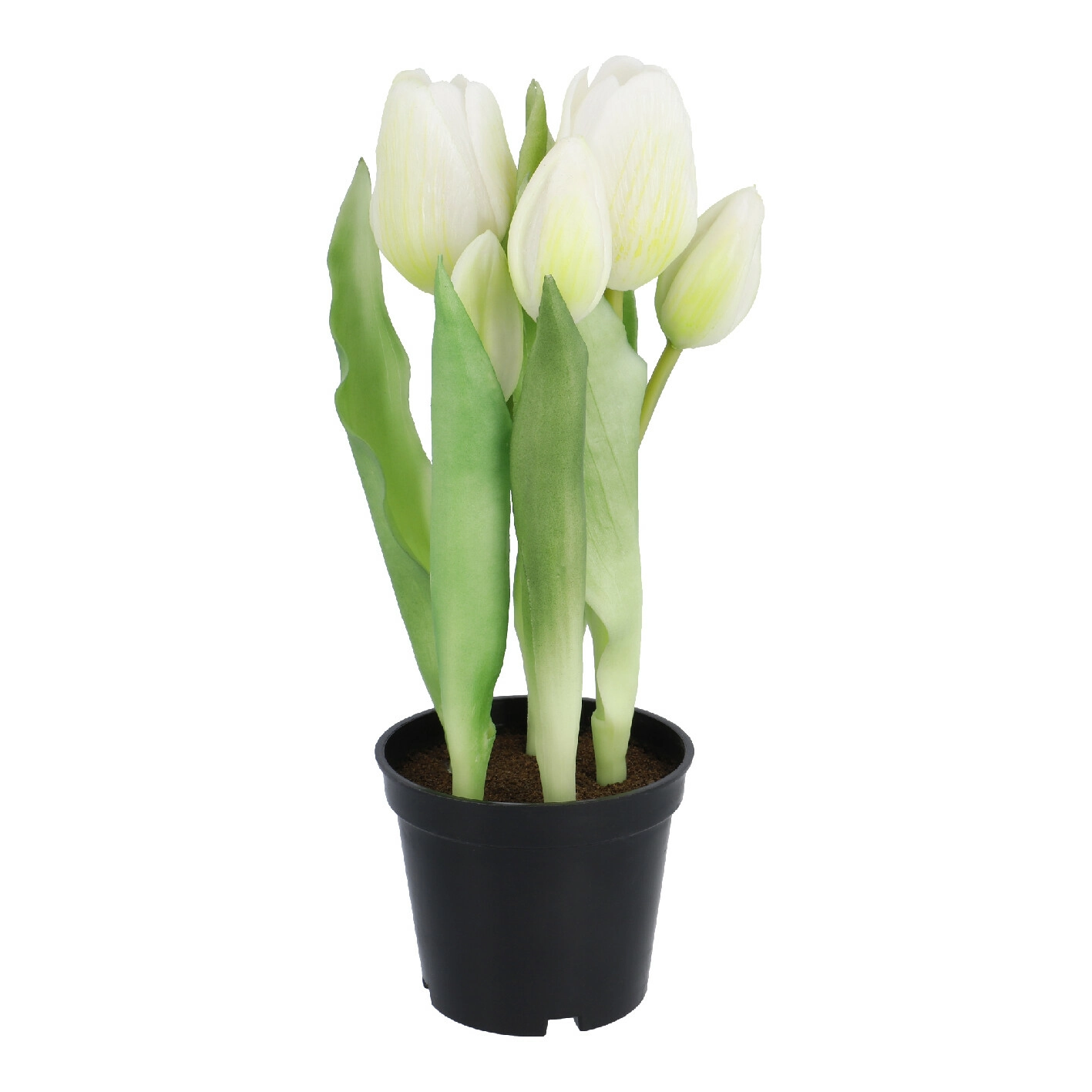 Tulpen im Topf, weiß, 25 cm