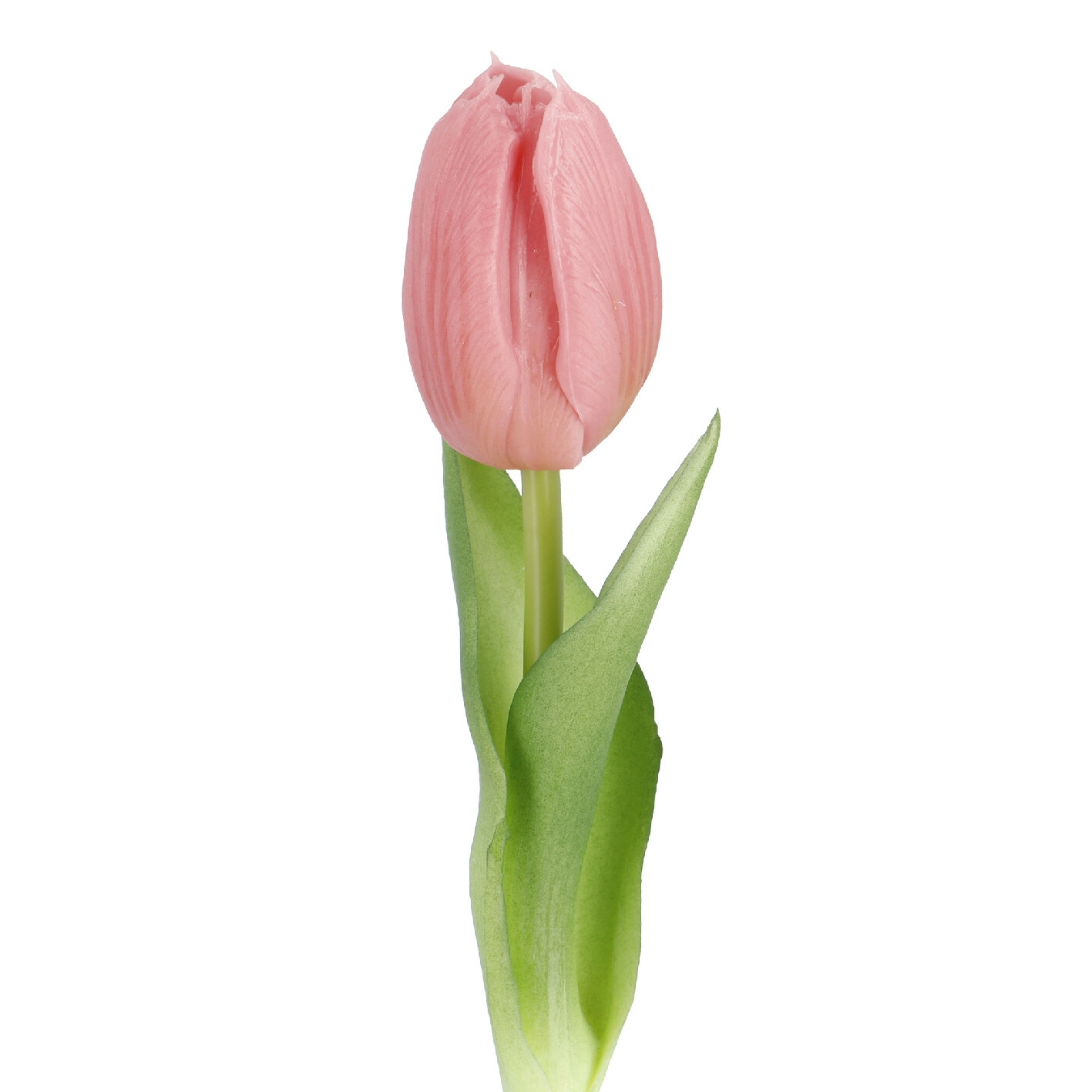 Tulpe Edel, Mini/spitz/rosa, 25 cm