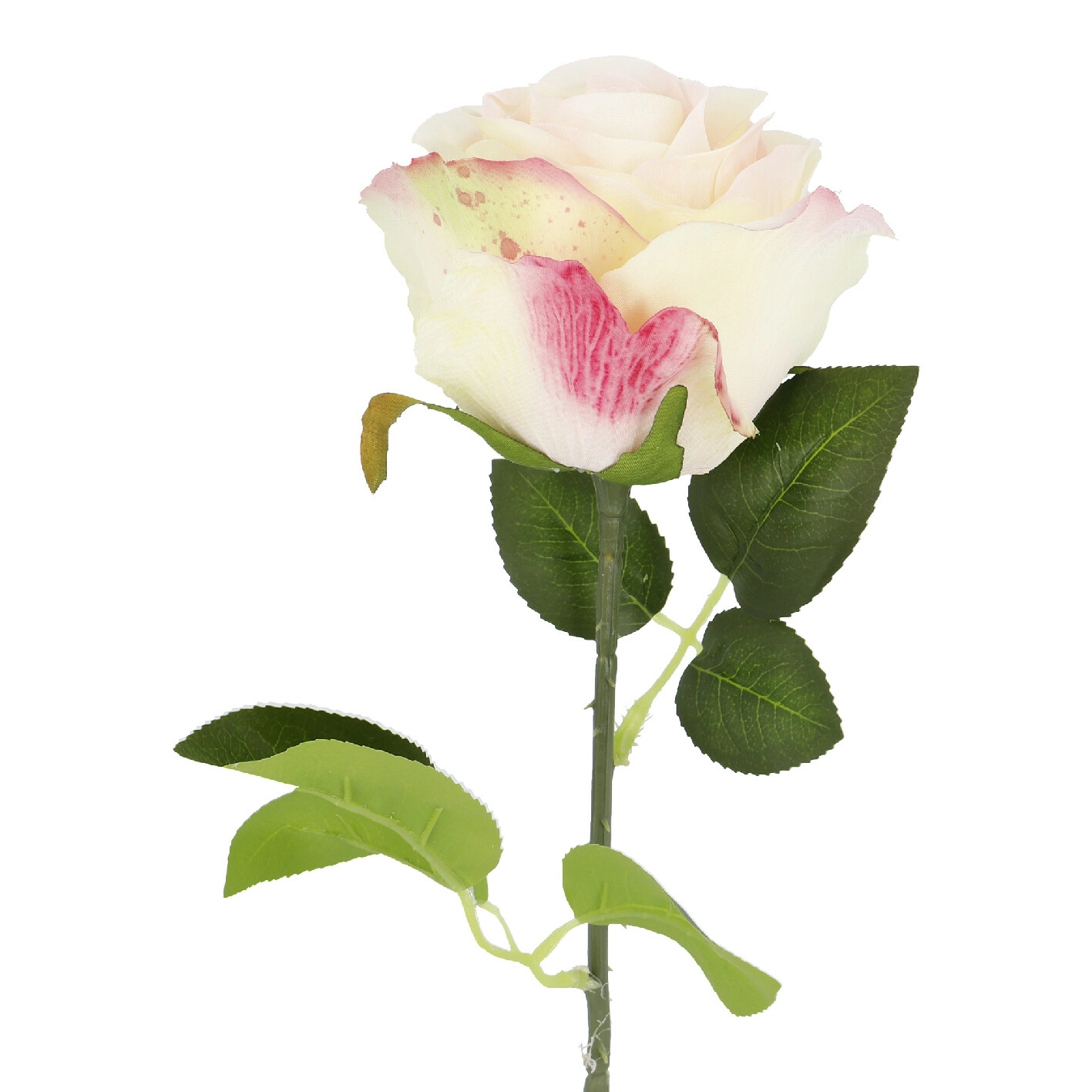 Rose Florence, apricot, 51 cm