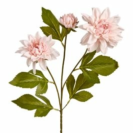 Dahlie Edel, 3 Blüten, rosa, 65 cm