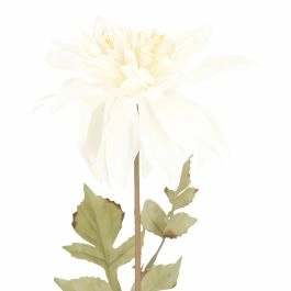 Dahlie Herbst, Antik/creme, 74 cm