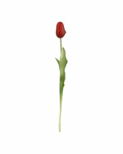 Tulpe Edel, rot, 48 cm