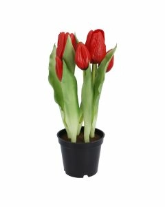 Tulpen im Topf, rot, 25 cm