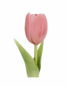 Tulpe Edel, Mini/rund/rosa, 25 cm