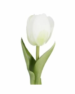 Tulpe Edel, Mini/rund/wei&szlig;, 25 cm
