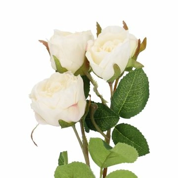 Rose Alina, 3 Blüten/weiß, 38 cm