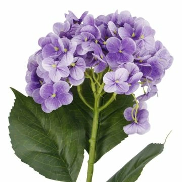 Hortensie Isabella, lila, 45 cm