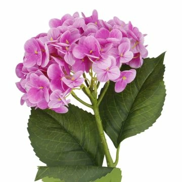 Hortensie Isabella, pink, 45 cm
