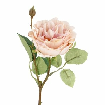 Rose Cornwall, apricot, 44 cm